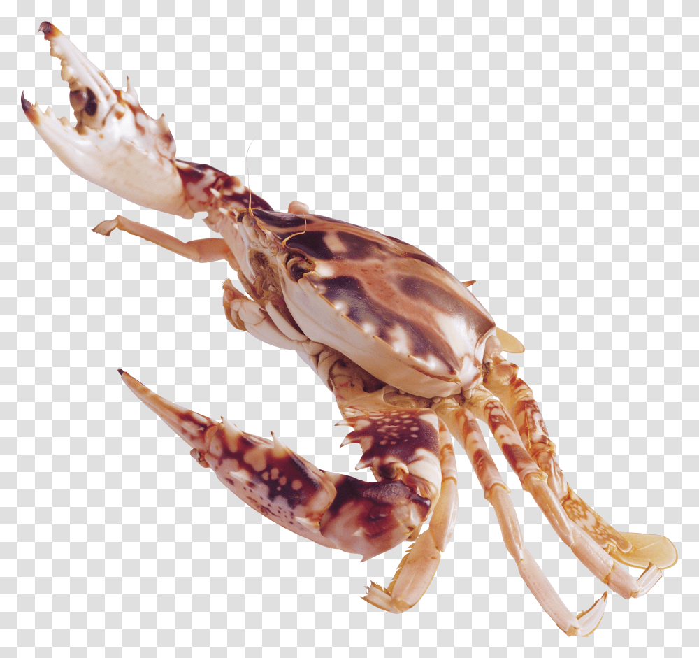 Crab, Animals Transparent Png