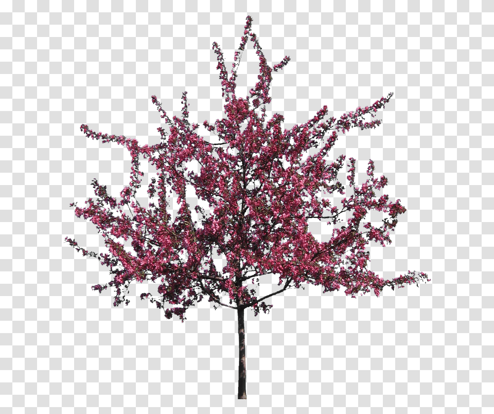 Crab Apple Tree Background Tree Silhouette, Plant, Cherry Blossom, Flower, Petal Transparent Png