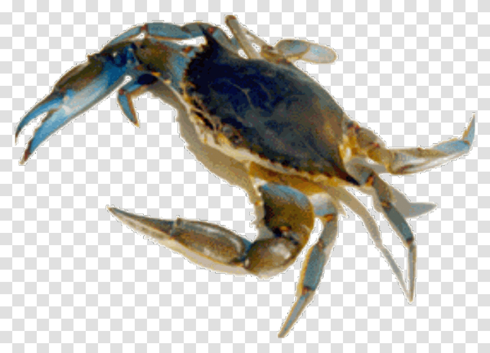 Crab Aquatic Animal & Clipart Crab And Shrimp Alive, Sea Life, Seafood, Invertebrate Transparent Png