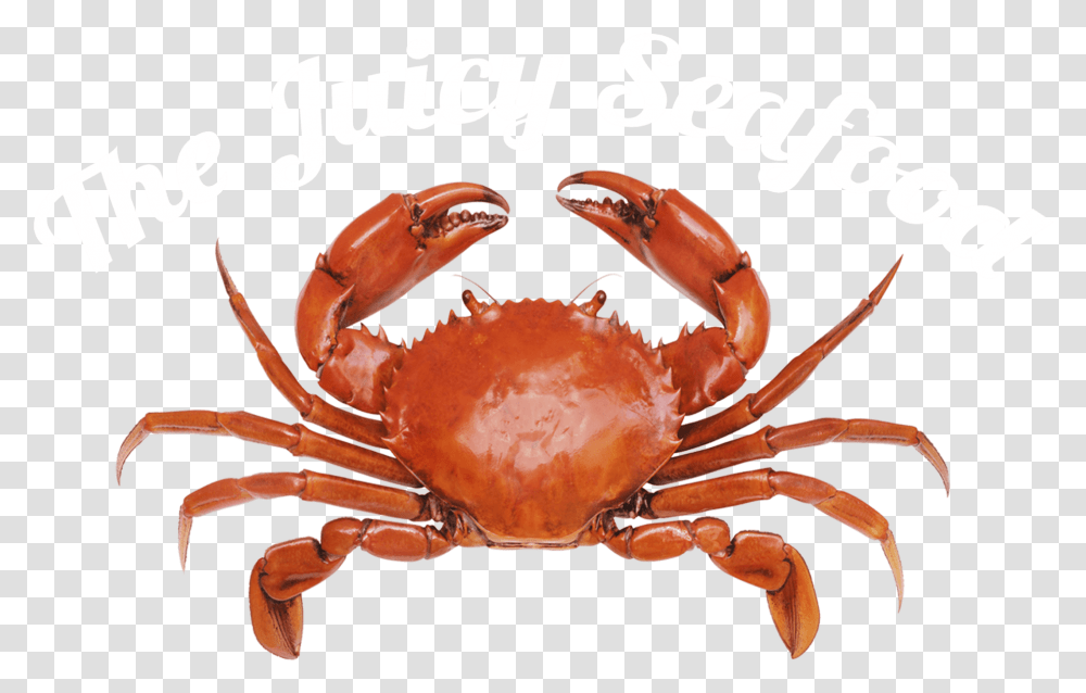 Crab Baby Seafood, Lobster, Sea Life, Animal, King Crab Transparent Png
