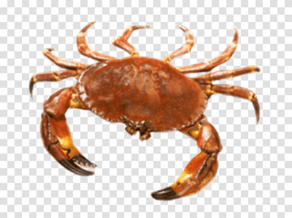 Crab Background Crab, Seafood, Sea Life, Animal, Lobster Transparent Png
