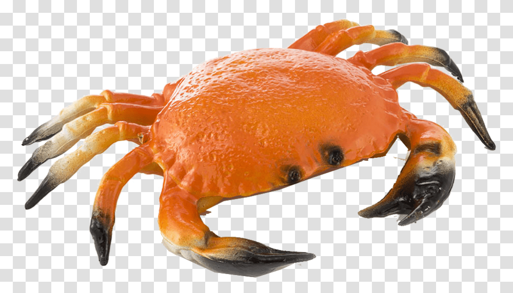 Crab Background Image Of Crab, Food, Seafood, Fungus, Sea Life Transparent Png