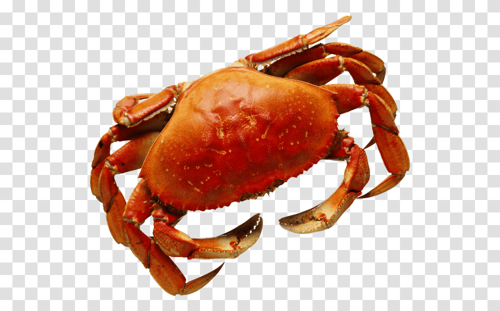 Crab Background Images Seaside Crab, Seafood, Sea Life, Animal, Lobster Transparent Png