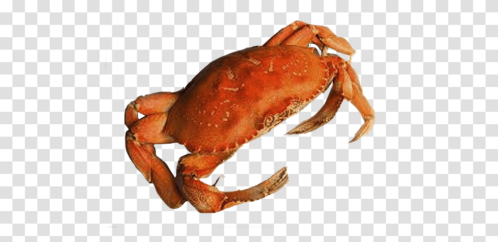 Crab Background Sand Crab, Seafood, Sea Life, Animal, King Crab Transparent Png