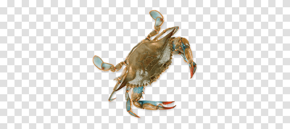 Crab Blue Crab No Background, Seafood, Sea Life, Animal, Lobster Transparent Png