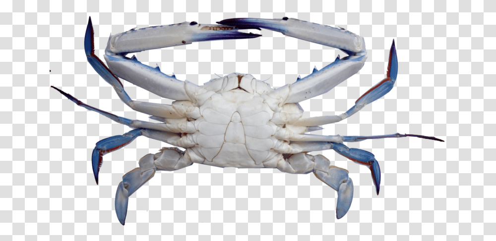Crab Blue Swimming Crab, Food, Seafood, Sea Life, Animal Transparent Png
