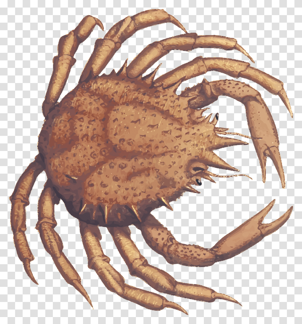 Crab Claw Crabs, Seafood, Fungus, Sea Life, Animal Transparent Png