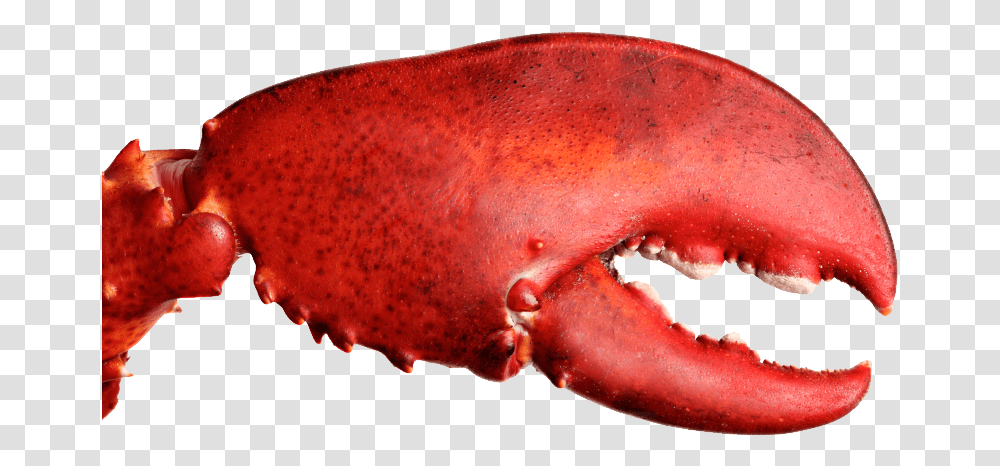 Crab Claw Lobster Claw, Sea Life, Animal, Seafood, Fungus Transparent Png