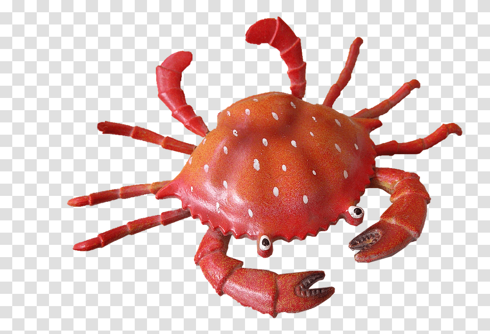 Crab Clipart Background Cangrejo De Mar, Seafood, Sea Life, Animal, Fungus Transparent Png