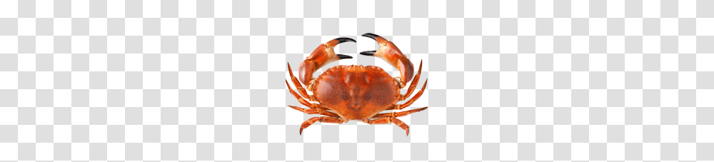 Crab Clipart Free Clipart, Seafood, Sea Life, Animal, Fungus Transparent Png