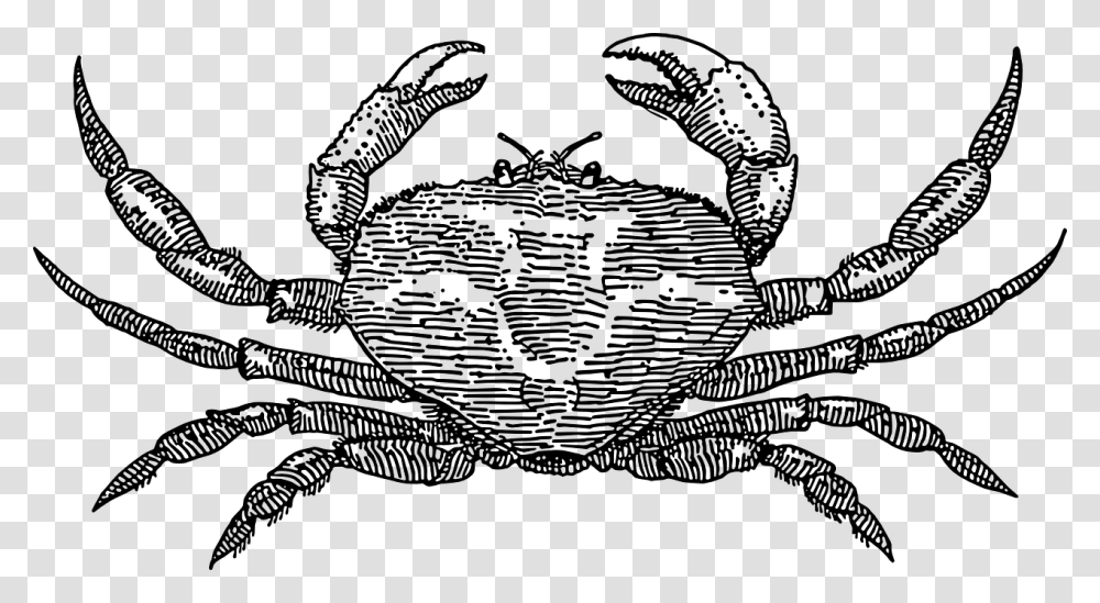 Crab Crab Black And White, Gray, World Of Warcraft Transparent Png