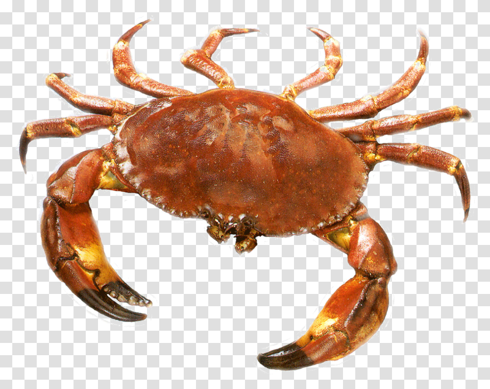 Crab Crab, Seafood, Sea Life, Animal, Fungus Transparent Png