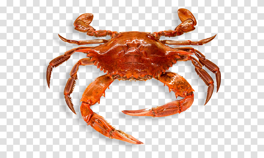 Crab Crabs, Lobster, Seafood, Sea Life, Animal Transparent Png