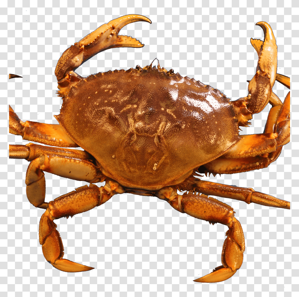 Crab Crabs, Seafood, Sea Life, Animal, Fungus Transparent Png