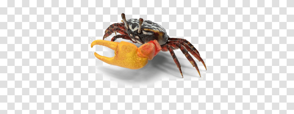 Crab Download Image Fiddler Crab, Lobster, Seafood, Sea Life, Animal Transparent Png