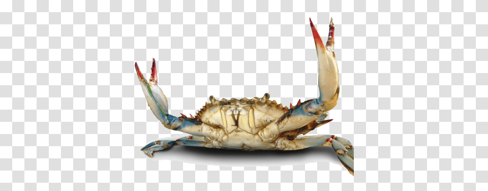Crab File Chesapeake Blue Crab, Seafood, Sea Life, Animal, Person Transparent Png