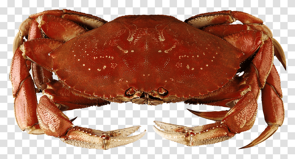 Crab File Dungeness Crab Transparent Png