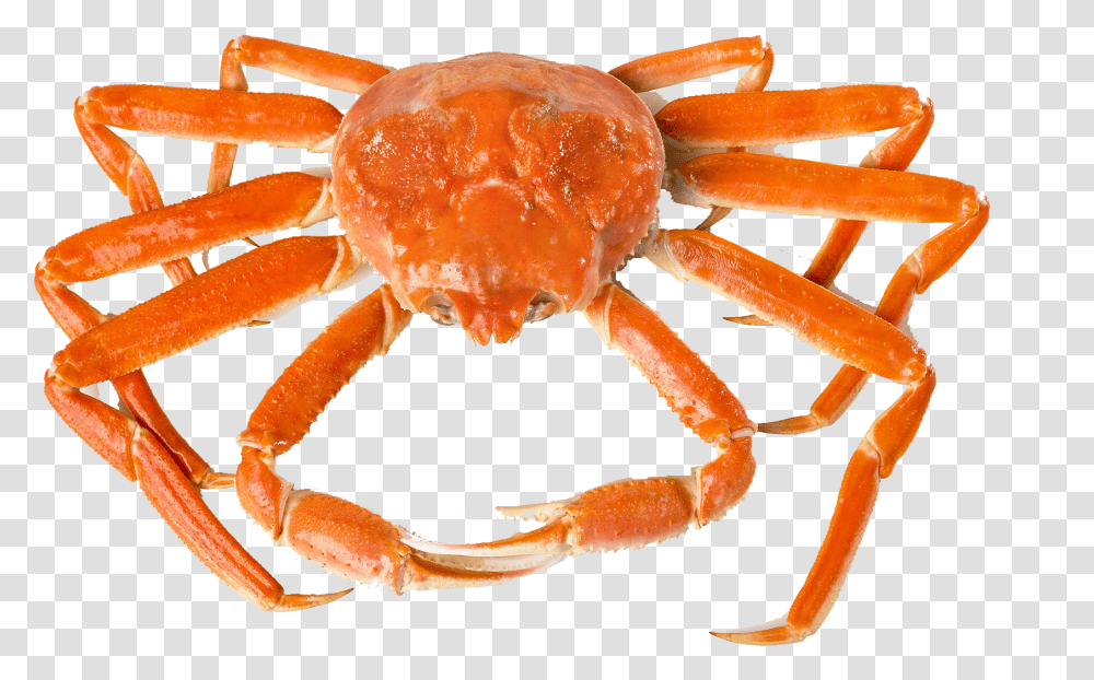 Crab Free Background Freshwater Crab, Seafood, Sea Life, Animal, King Crab Transparent Png