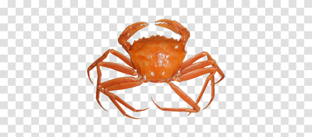 Crab Free Download Arts, Seafood, Sea Life, Animal, Fungus Transparent Png