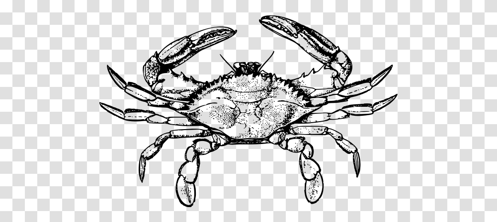 Crab, Gray, World Of Warcraft Transparent Png