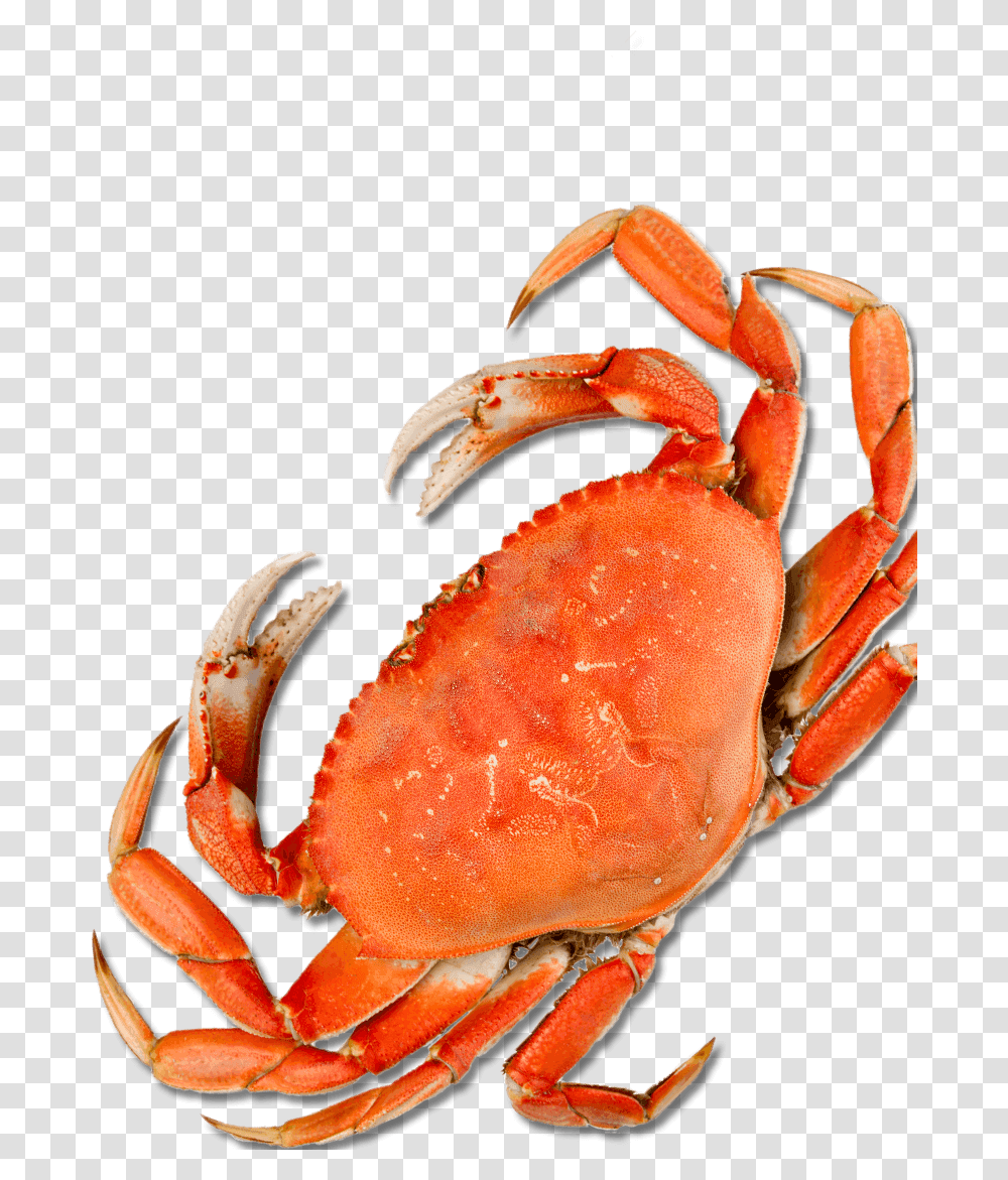 Crab Harbor Crab, Seafood, Sea Life, Animal, Fungus Transparent Png