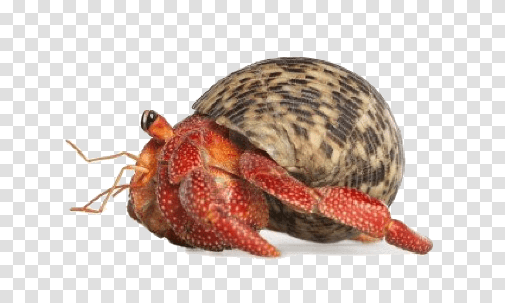 Crab Hermit Crab, Animal, Sea Life, Insect, Invertebrate Transparent Png