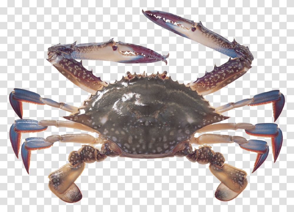 Crab Icon Crab, Fungus, Seafood, Sea Life, Animal Transparent Png