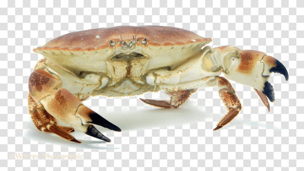 Crab Image Background Crab, Seafood, Sea Life, Animal, King Crab Transparent Png