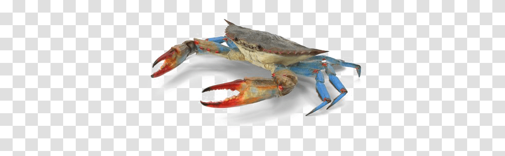 Crab Image Chesapeake Blue Crab, Seafood, Sea Life, Animal, Person Transparent Png