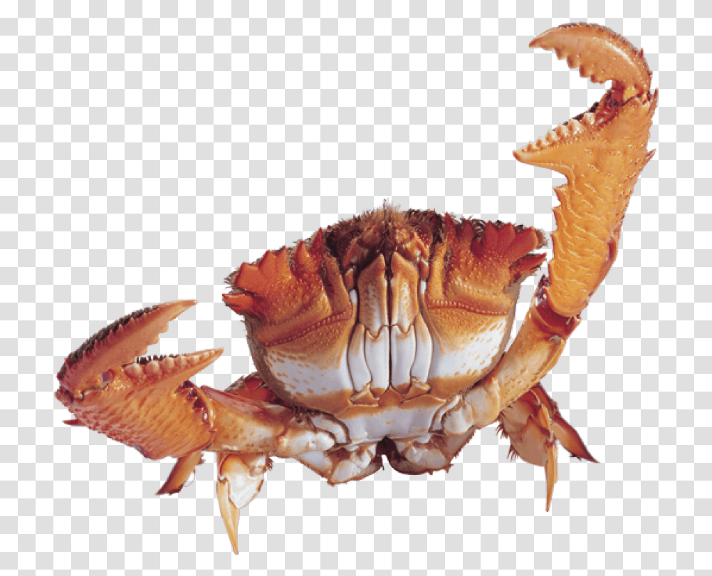 Crab Images Background Crab, Seafood, Sea Life, Animal, Fungus Transparent Png
