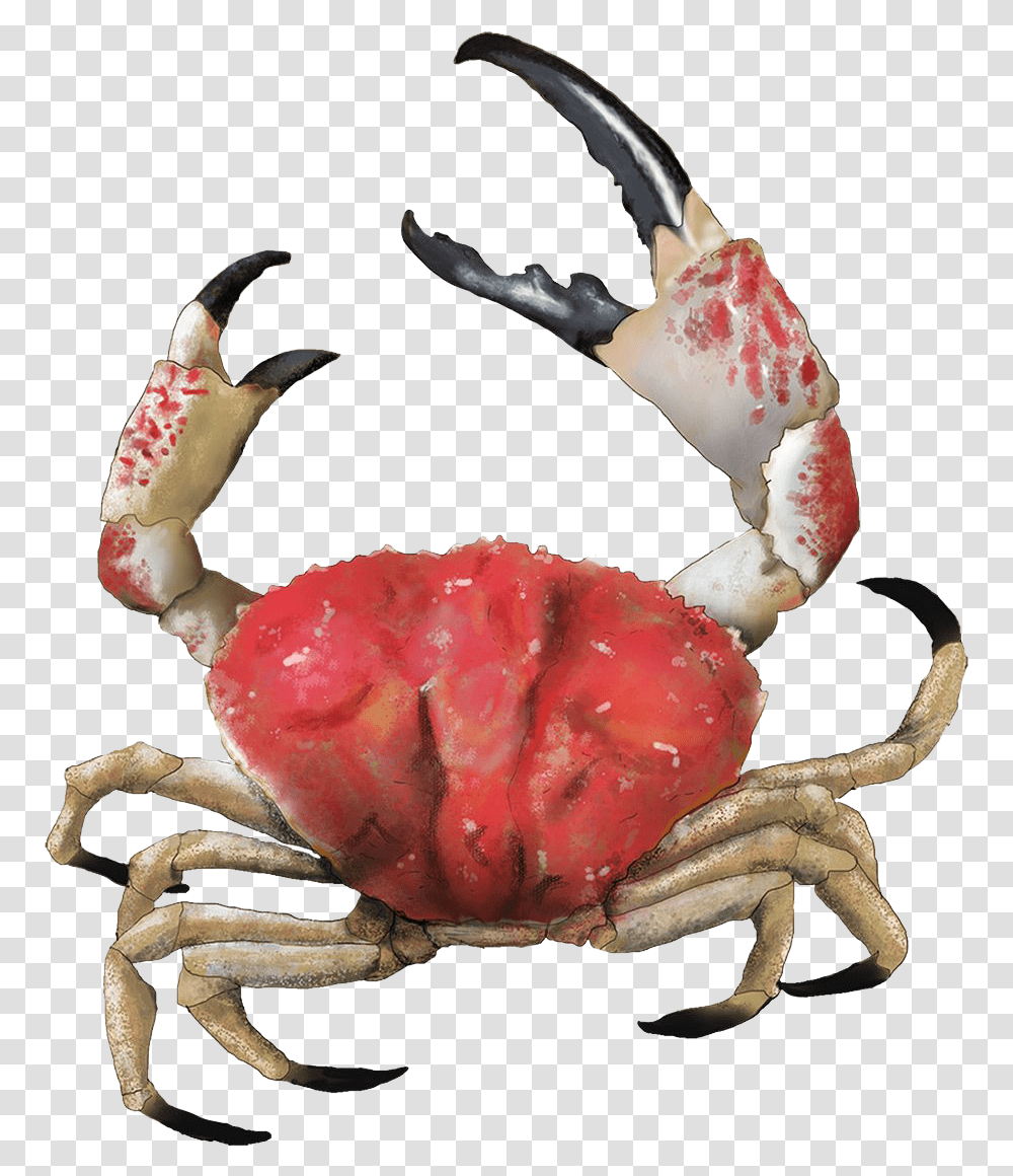 Crab Images Free Download Background, Seafood, Sea Life, Animal, King Crab Transparent Png
