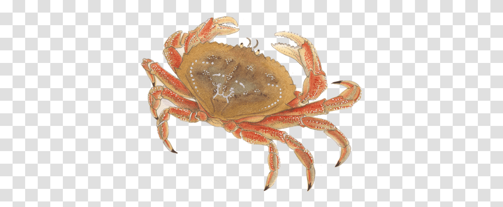 Crab Images Sea Food Images Crab, Fungus, Seafood, Sea Life, Animal Transparent Png