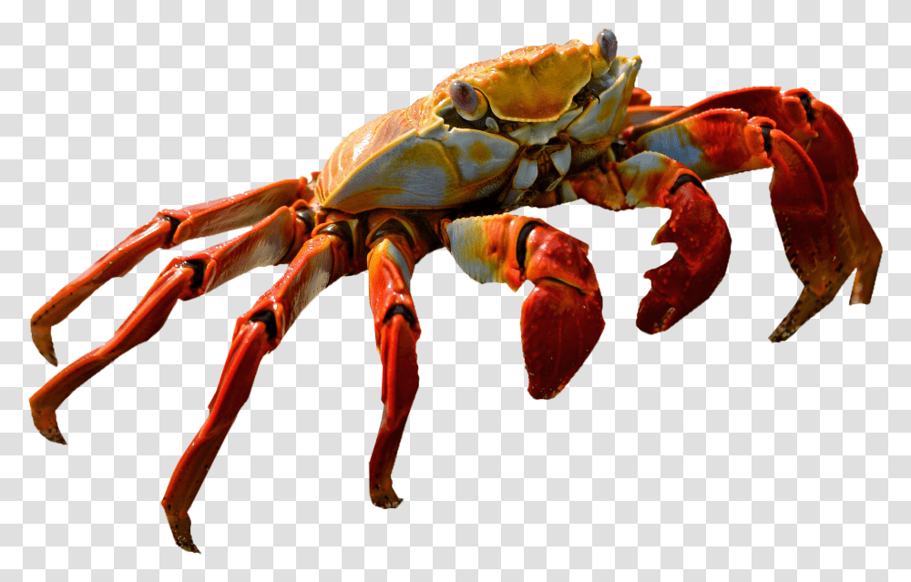 Crab No Background Background Crab, Seafood, Sea Life, Animal, Lobster Transparent Png