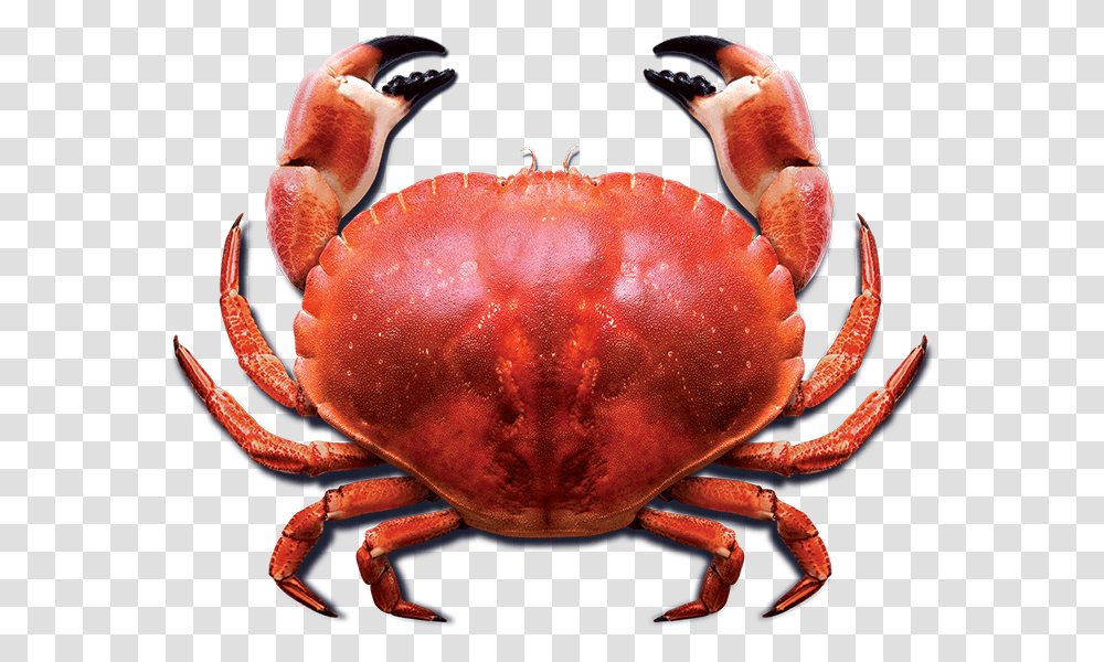 Crab Photo For Designing Projects Live Red Crab, Seafood, Sea Life, Animal, Lobster Transparent Png