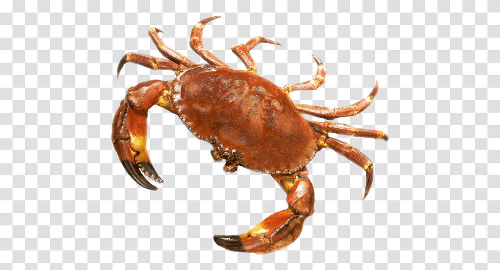 Crab Picture Background Crab, Seafood, Sea Life, Animal, Lobster Transparent Png
