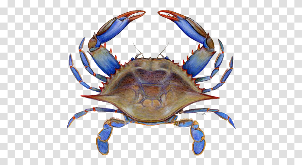 Crab Picture Maryland Blue Crab Clipart, Seafood, Sea Life, Animal, Turtle Transparent Png