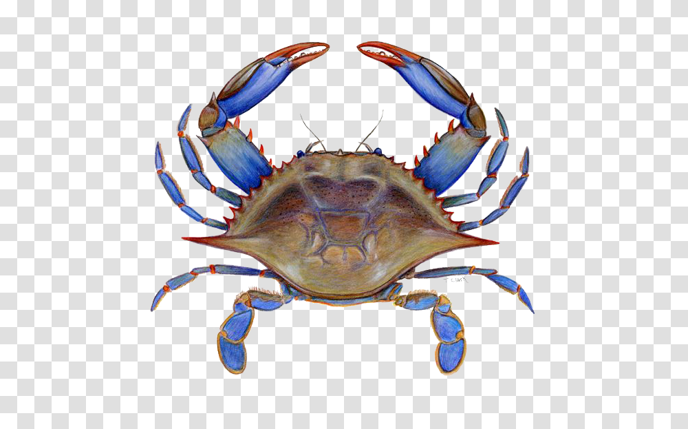 Crab Picture, Seafood, Sea Life, Animal, Turtle Transparent Png