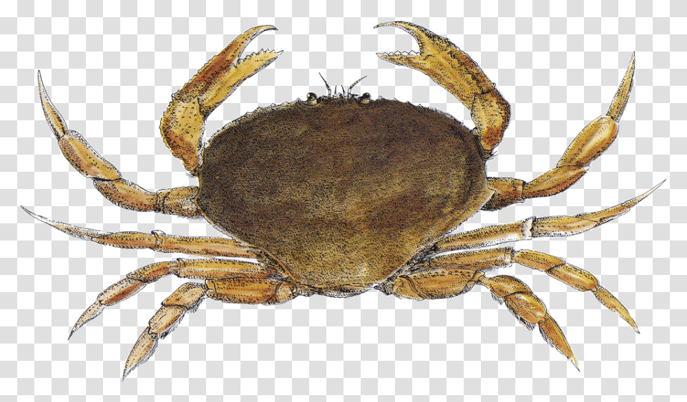 Crab Santa Monica Seafood Seafood Guide Dungeness Crab, Sea Life, Animal, Turtle, Reptile Transparent Png
