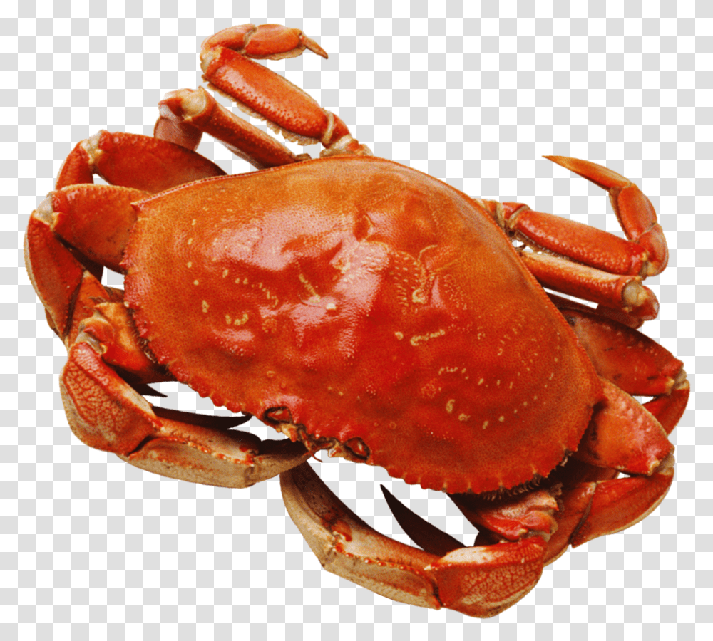 Crab, Seafood, Sea Life, Animal, Burger Transparent Png
