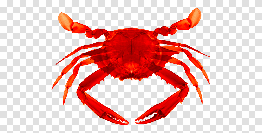 Crab, Seafood, Sea Life, Animal, Dynamite Transparent Png