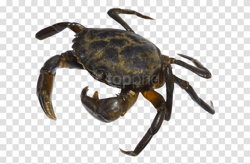 Crab Silhouette Crab, Seafood, Sea Life, Animal, Insect Transparent Png