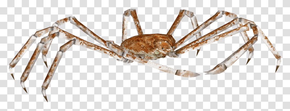 Crab Spider Background, Food, Seafood, Animal, Sea Life Transparent Png