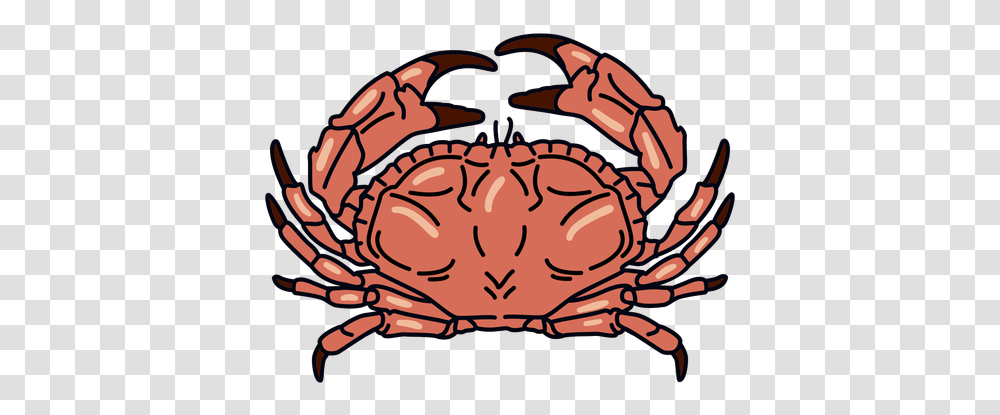 Crab Stroke Ocean Animal & Svg Vector File Dungeness Crab, Seafood, Sea Life, King Crab, Invertebrate Transparent Png