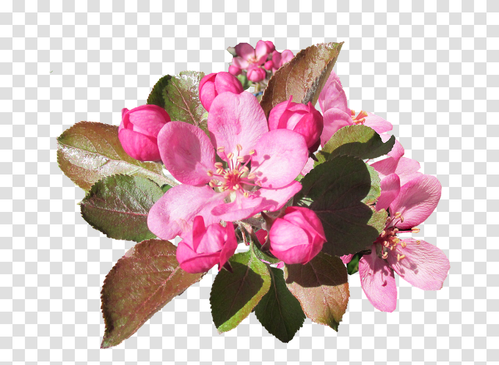 Crabapple Flower, Plant, Blossom, Flower Bouquet, Flower Arrangement Transparent Png