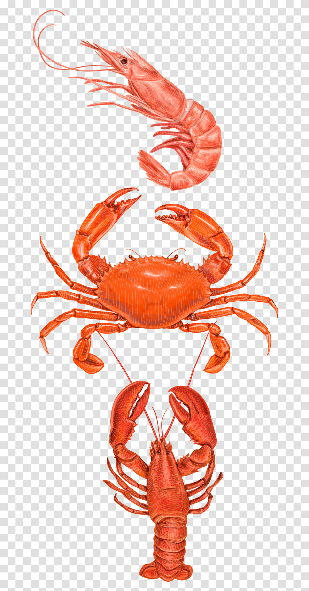 Crabs Clipart Prawn Fish Types Of Crabs In The Philippines, Seafood, Sea Life, Animal, King Crab Transparent Png