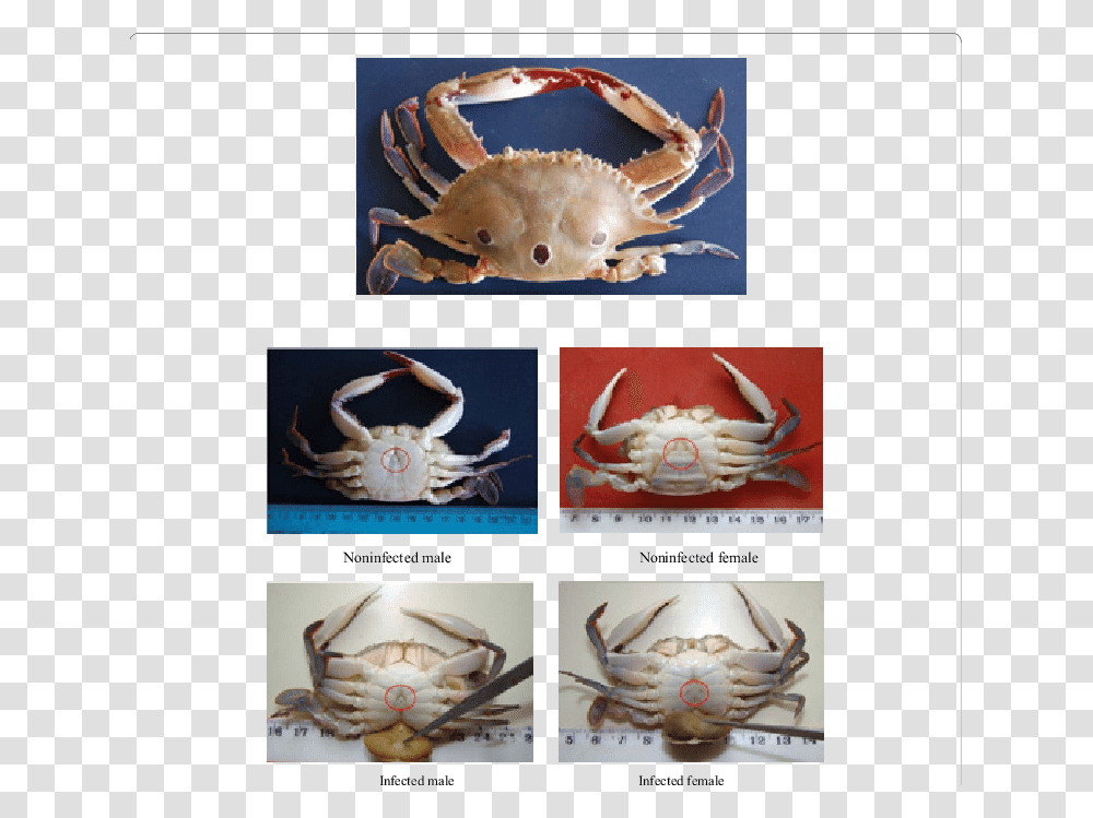 Crabs, Seafood, Sea Life, Animal, King Crab Transparent Png