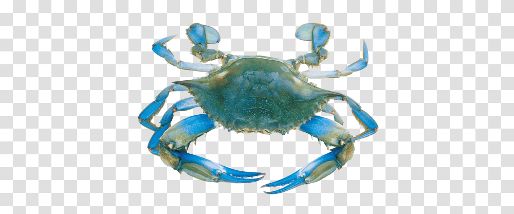 Crabs Wallpapers Blue Crabs, Seafood, Sea Life, Animal, King Crab Transparent Png
