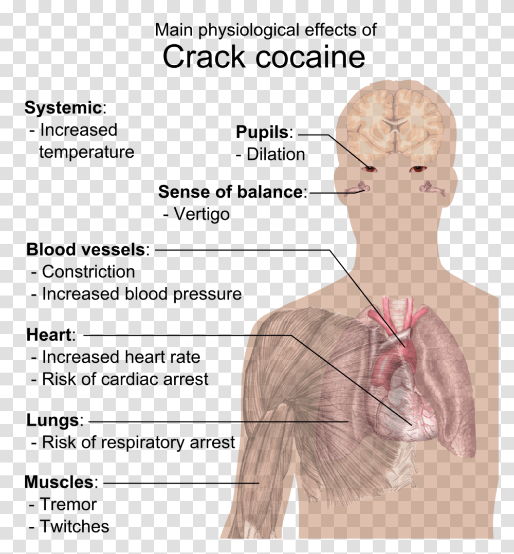 Crack Cocaine Does Crack Do To The Body, Neck, Shoulder, Menu, Text Transparent Png