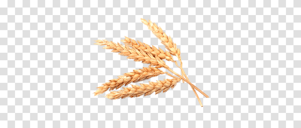 Cracked Wheat Wheat Spikes, Plant, Vegetable, Food, Produce Transparent Png