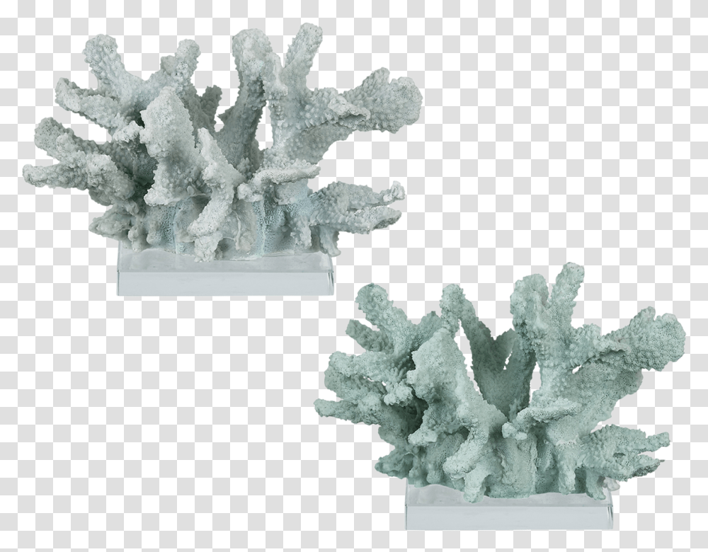 Crafted Coral On Base Colors Cats Paw 8 Prickly Pear, Crystal, Mineral, Quartz Transparent Png